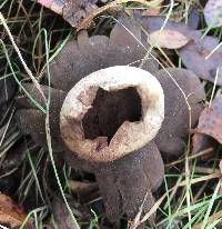 Astraeus hygrometricus image