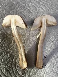Leucoagaricus leucothites image