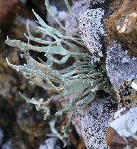 Niebla homalea image