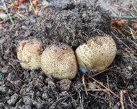 Agaricus augustus image