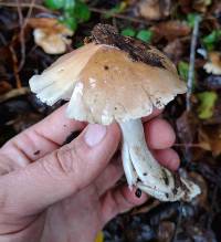 Hygrophorus roseobrunneus image