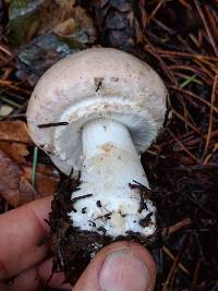 Agaricus hondensis image