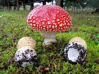 Amanita muscaria subsp. flavivolvata image