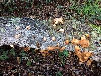 Pleurotus ostreatus image