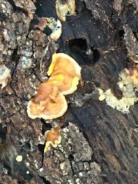 Stereum hirsutum image