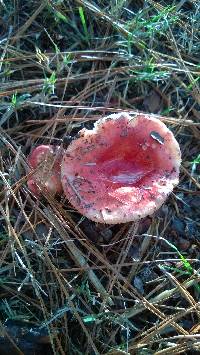 Russula emetica image
