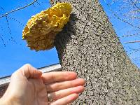 Laetiporus sulphureus image