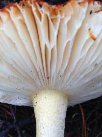 Amanita muscaria image