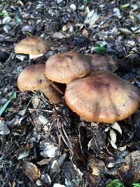 Armillaria mellea image