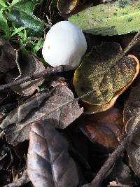 Agaricus xanthodermus image