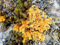 Thumbnail image of current specimen