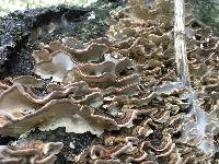Trametes versicolor image