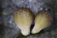 Media resource of Tectella operculata