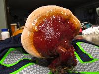 Ganoderma oregonense image