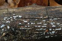 Media resource of Propolis farinosa