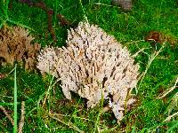 Clavulina coralloides image