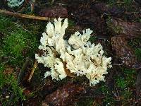 Clavulina coralloides image