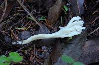 Clavulina rugosa image