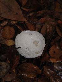 Media resource of Hypomyces microspermus