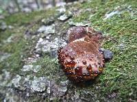 Ischnoderma resinosum image