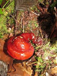Ganoderma oregonense image