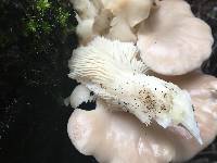 Pleurotus ostreatus image