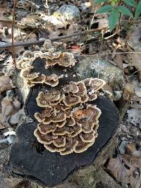 Trametes versicolor image