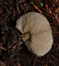 Melanoleuca melaleuca image