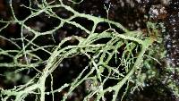 Ramalina farinacea image