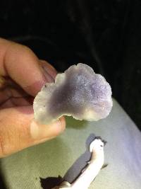 Hygrocybe lacmus image