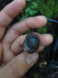 Media resource of Hygrocybe lacmus