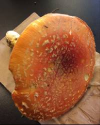 Amanita muscaria image