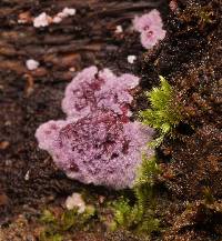 Hypochnella violacea image