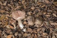 Media resource of Entoloma lividoalbum