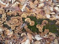 Trametes versicolor image