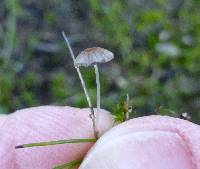 Parasola lactea image