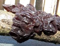 Exidia recisa image