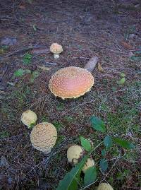 Amanita muscaria var. guessowii image