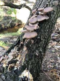 Pleurotus ostreatus image