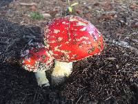 Amanita muscaria image