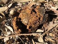 Pisolithus arhizus image