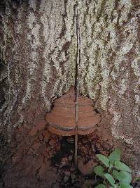 Ganoderma brownii image