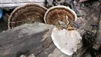 Trametes versicolor image