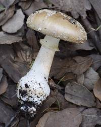 Amanita pantherina image