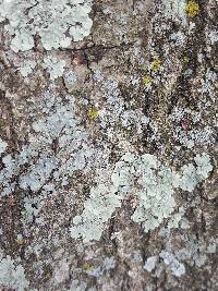 Thumbnail image of current specimen