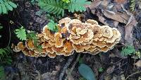 Trametes versicolor image
