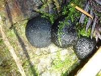 Annulohypoxylon thouarsianum image