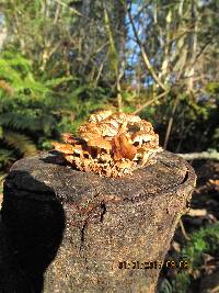 Flammulina velutipes image