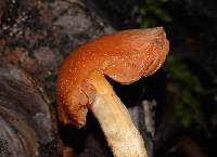 Pholiota astragalina image