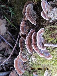 Trametes versicolor image